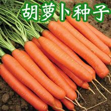�Ŵ����t���}���N��ˮ���߲��}�����Ѵ����＾�ļ���@�߲˷N��