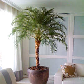 仿真植物针葵假树室内外大树大型植物盆栽丝网花商场大堂造景花卉