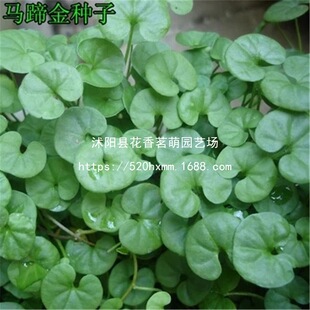 �����R����ƺ�N��/�������Ե��m/ˮ��ֲ���~�X�ݽ��X�ݷN��