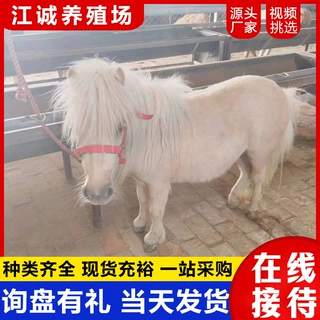 景区观赏宠物矮马 体形小巧温驯可爱景区骑乘马 活体小马匹养殖场