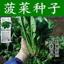 大叶菠菜种子耐冻耐寒菠菜高产小叶耐寒菠菜种绿叶菜农科院特价