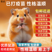 小仓鼠家养精品金丝熊虎纹熊奶牛熊老公公三线紫仓布丁银狐小宠物