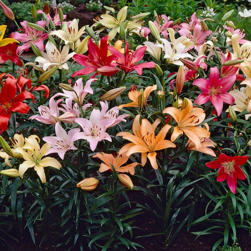 Оптовая продажа целых коробок: луковицы лилий, клубень лилии, цветочные луковицы с бутонами, свежесрезанные цветочные луковицы, 1000 штук