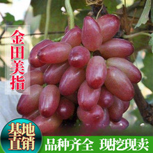 ������ָ���� ���Ե��Թ��䮔��Y�� ���ј�����Ʒ�N�Ϸ������Nֲ