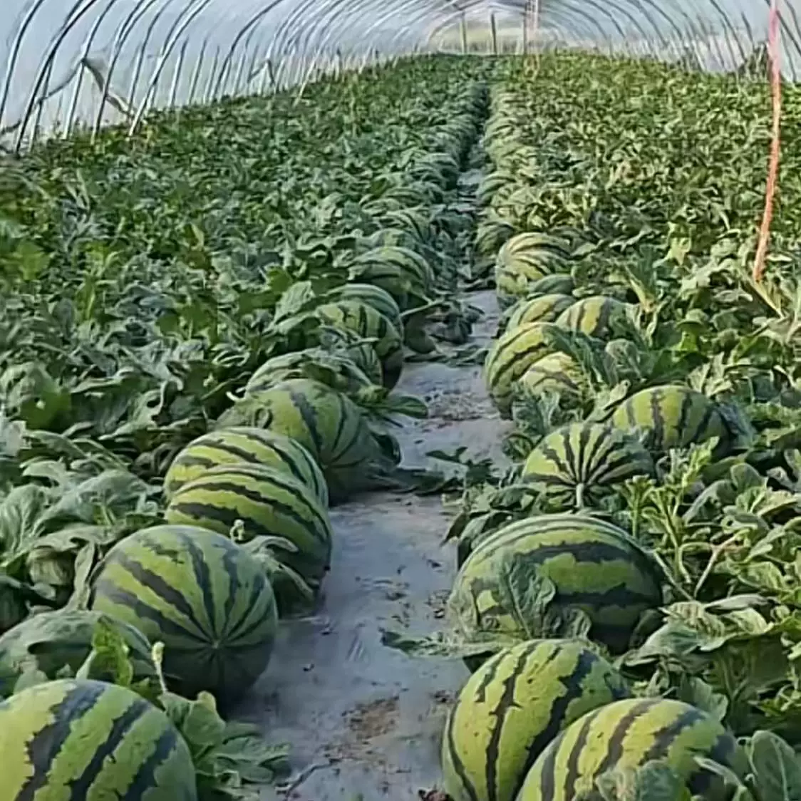 东台有籽西瓜无籽西瓜8424 麒麟瓜美都 西瓜甘美4K西瓜瓜农直供特