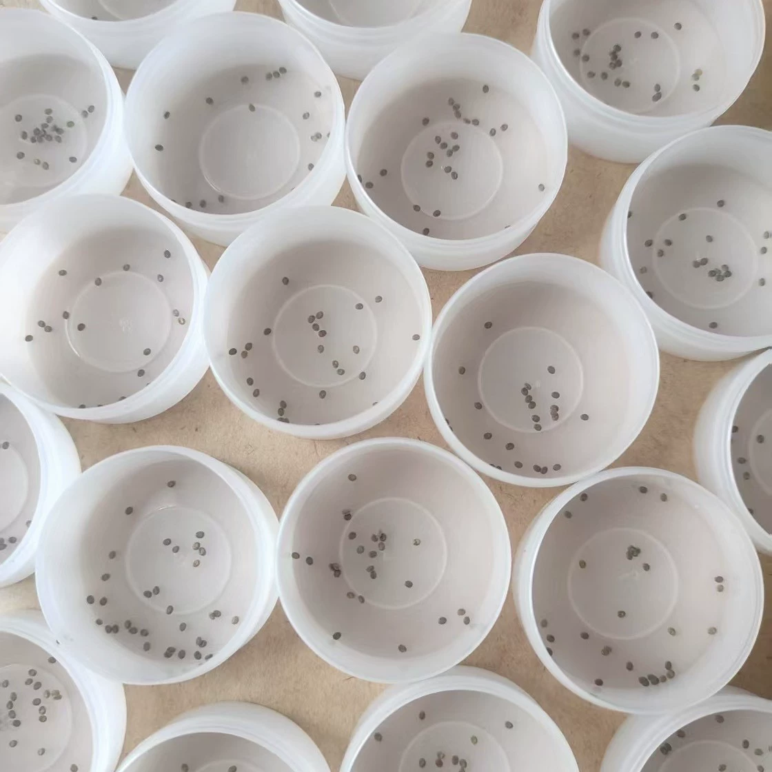 Семена шелкопряда, яйца шелкопряда, принадлежности для уроков по естествознанию для учеников третьего класса детского сада, набор для разведения шелкопряда, детеныши шелкопряда для домашних животных, 10 шт.