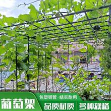 庭院葡萄架爬藤花架组装支架黄瓜丝瓜豆角月季植物攀爬架庭院装饰
