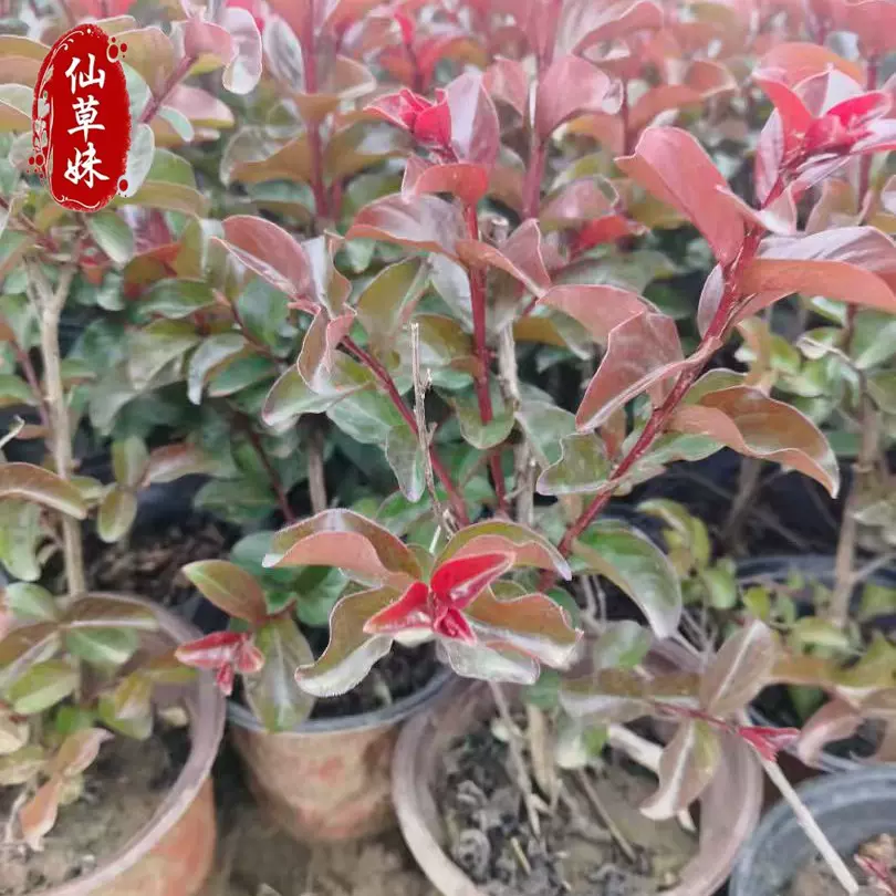 丛生紫薇花苗红天鹅绒紫薇树苗紫叶丹红庭院绿化风景树红火球紫薇