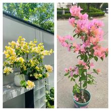 �ļ��ڻ�����÷��Ʒ�����L�U�՚����ֲ��
