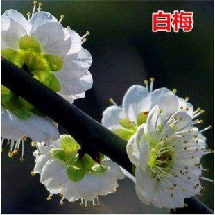 ��÷����÷ͥԺֲ��t÷�G÷����÷��ɰ÷�����D÷�仨�������ͺ�