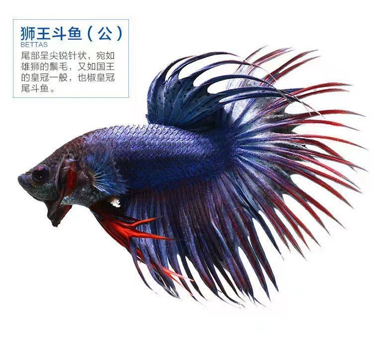 Таидоуй живые tropical ornamental fish Lion King Wedding fish Half Moon Male Fish Horsetail Night Market Stand Интернет-знаменитость оптом
