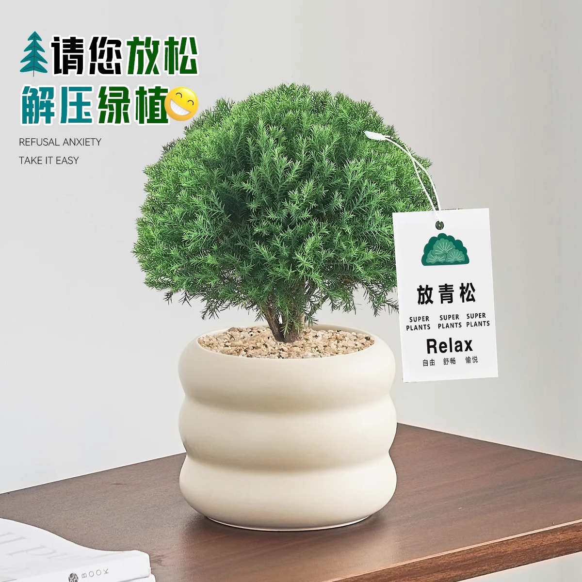 Pequeño bonsai verde en la sala de estar de escritorio de la oficina, hoja perenne en todas las estaciones, buena alimentación emocional estable image 2