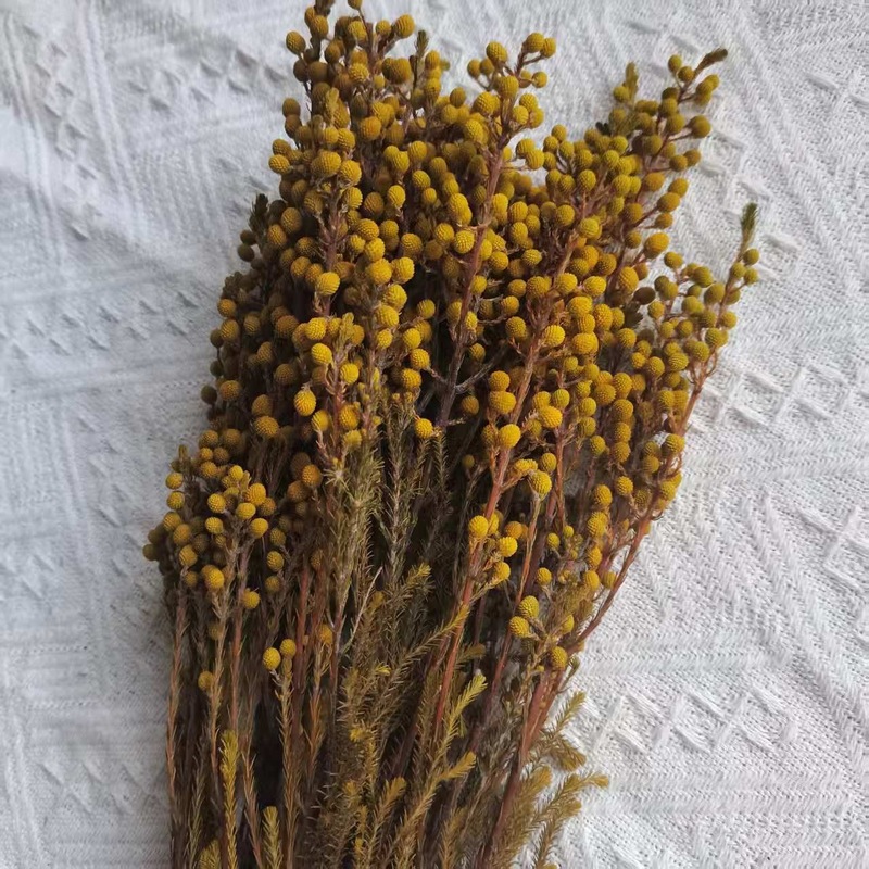 【永生珊瑚果】小银果足球果烟雾枝天然植物干花云南批发|undefined