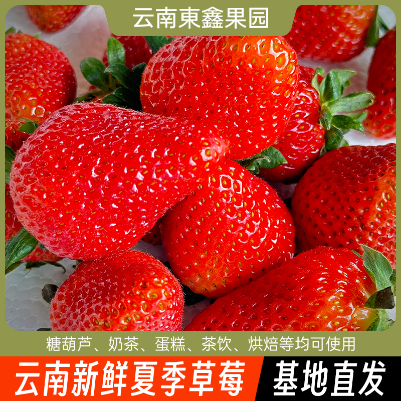 【顺丰空运】云南新鲜四季草莓现摘酸甜夏季商用莓烘焙奶茶糖葫芦