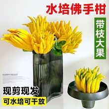 佛手柑水培带枝鲜切水养可食用水果绿植物室内盆栽鲜果佛手瓜摆件