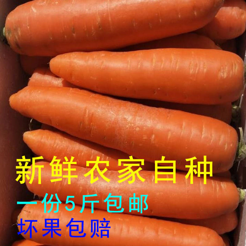 fresh Carrot Sand fruit radish Carrots Season Vegetables Farm