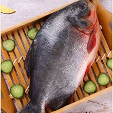 正宗特大鲳鱼红鲳鱼一整箱新鲜平鱼鲜活速冻镜鱼批发冰鲜整条鲳鱼