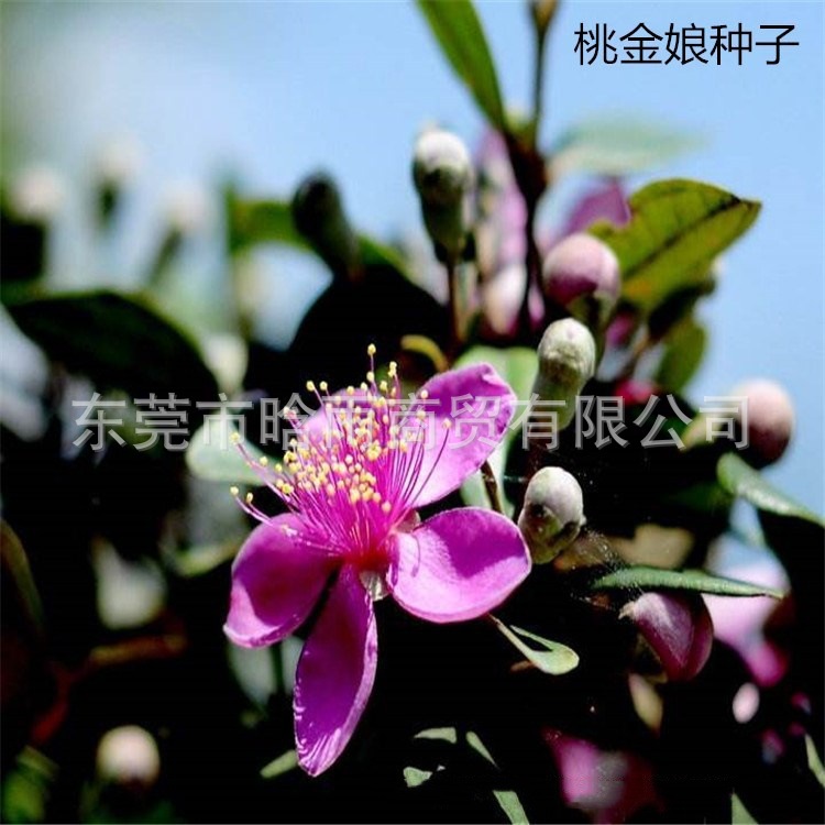 散装桃金娘种子哆尼仲尼山菍多莲当梨根桃舅娘当泥稔子树种子批发