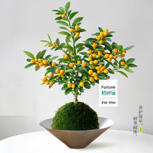 小金豆桌面盆栽新年礼物装饰耐寒迷你绿植物办公室内花卉果树盆景