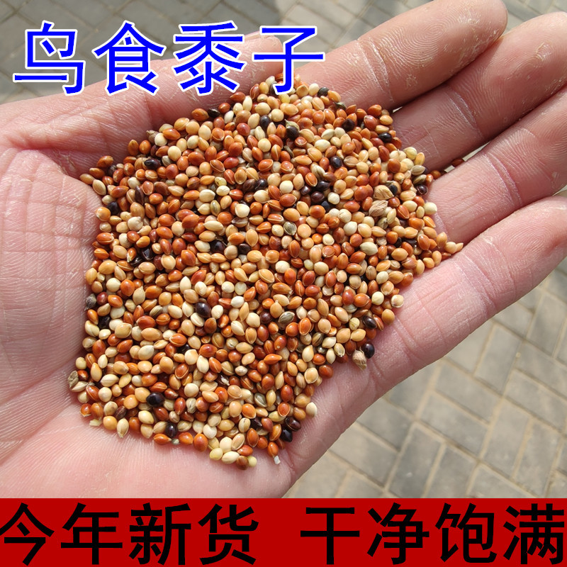 New grain five-color millet parrot feed bird food mixed grain black phoenix tiger skin peony bird food food shelled millet