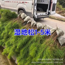 湿地松树苗湿地松5-8米高湿地松杯苗湿地松小苗松树苗山松迎客松