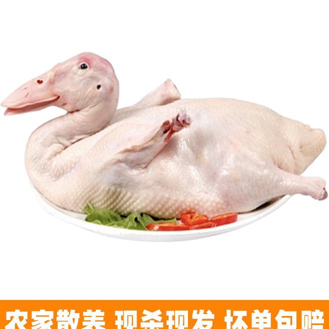 餐饮生鲜番鸭新鲜冷冻放养农家散养肉质紧实现杀冷冻肉禽市场批发