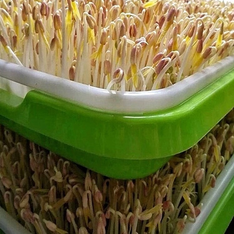 发豆芽专用绿豆生豆芽长绿豆芽小粒中粒非转基因水培发芽豆可食用|undefined