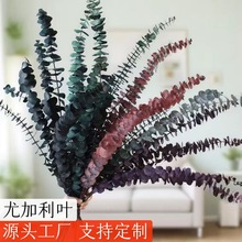 永生尤加利叶干花桉树叶金钱叶真花绿植DIY花材居家装饰跨不凋谢