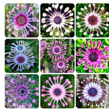 车轮菊种子花卉轮峰菊种子耐寒四季观花春秋播花四季易种种籽