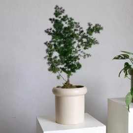 桌面绿植盆器室内摆件ins奶油风新手盆器吸甲醛净化空气陶瓷花盆