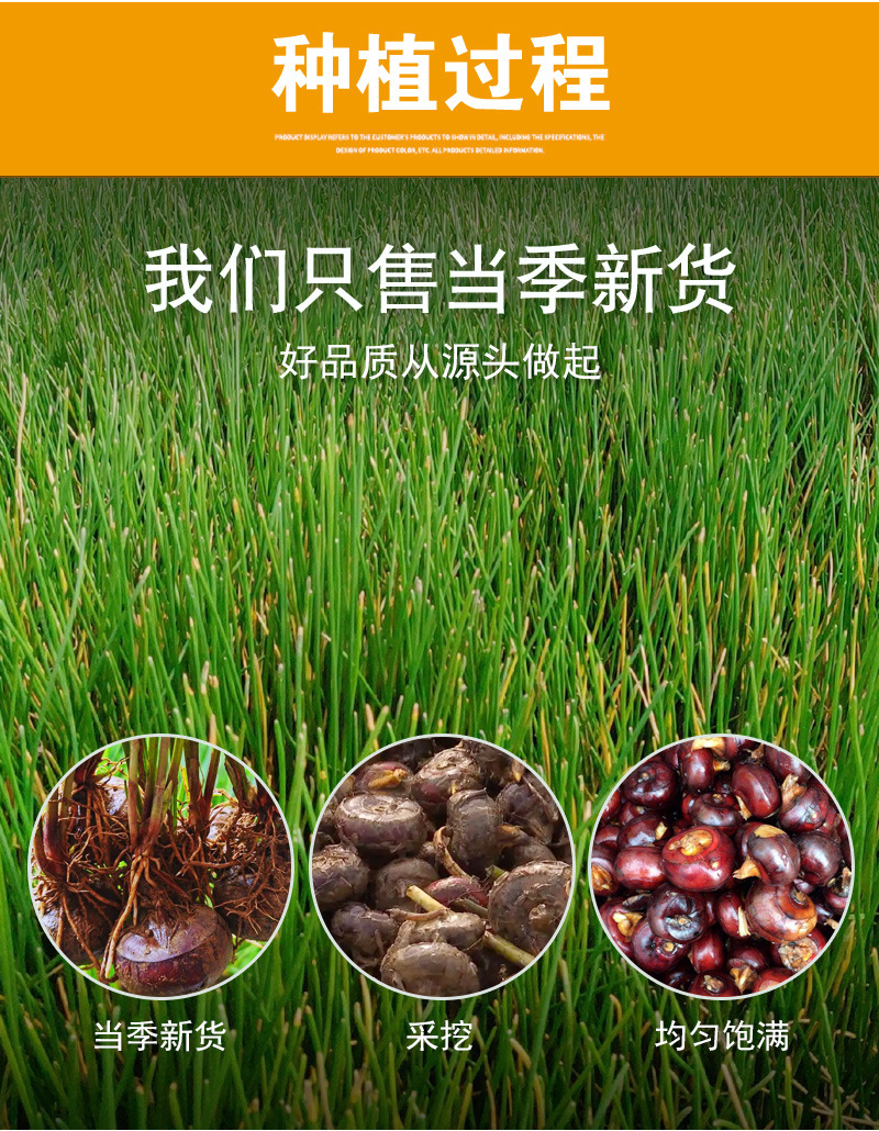 Dried Water Chestnut Dice (Eleocharis dulata) — Fresh-Crop Ma Ti Cubes for Soups & Teas preparation