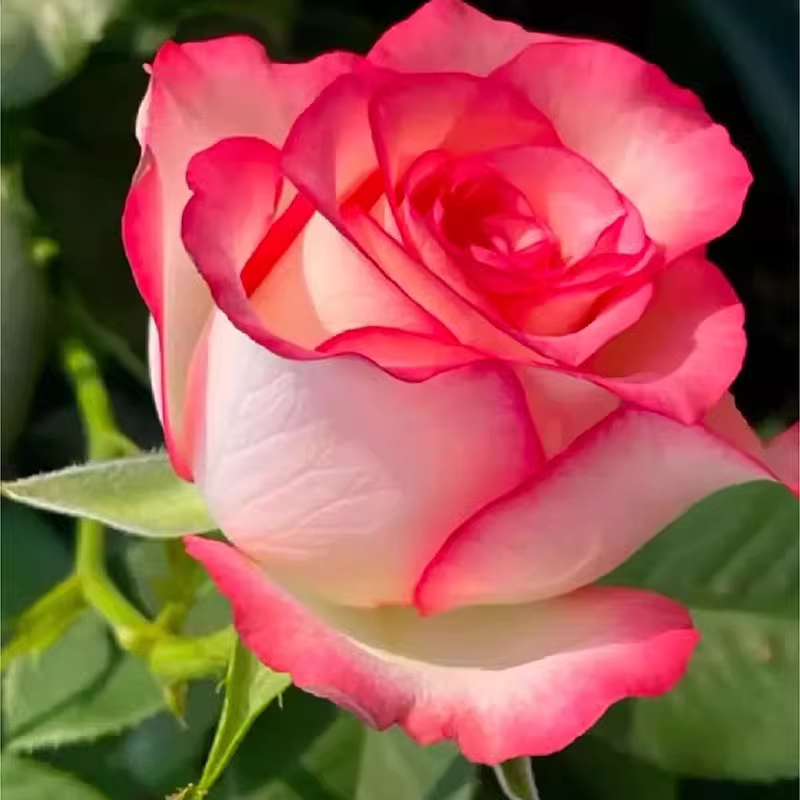Jumelia Elsa Cut Flower New Large Flower Large Flower Rose Potted Green Plant Garden Rose