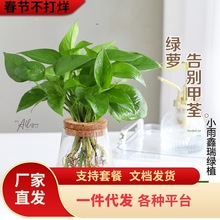 一件代发绿萝盆栽水培植物办公室内桌面绿植长青耐阴好养易活清新