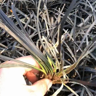 Base Wholesale Ophiopogon Japonicus, Black Dragon, Black Stepping Grass, Black Dragon Ophiopogon Japonicus, Bookband Grass, Foliage Immortal Grass