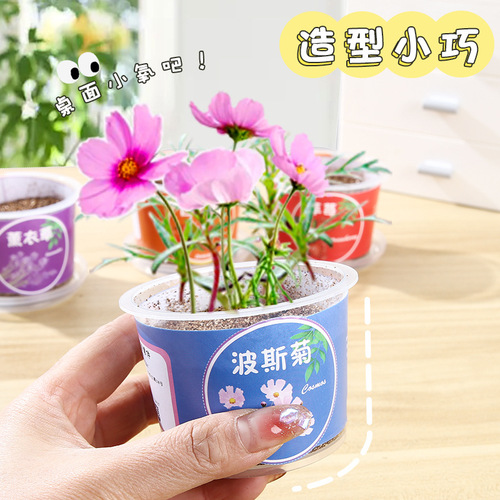 Qiaoqiao cup mini potted plants for children to grow fruits and vegetables small potted plants for students to observe green plants seed box mini planting