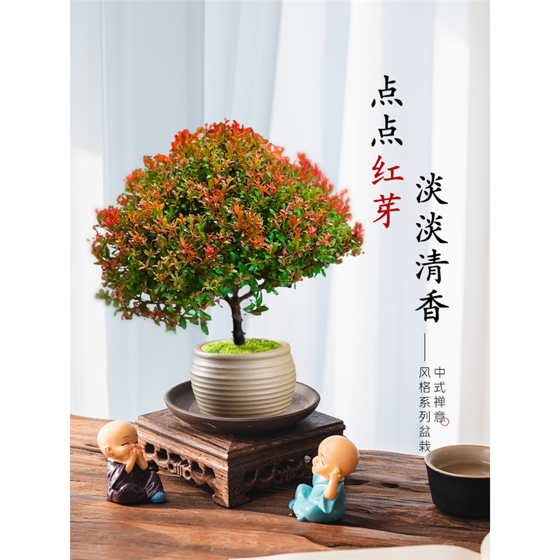 小叶赤楠盆景植物老桩金丝楠木盆栽室内中式禅意绿植办公桌面禄植