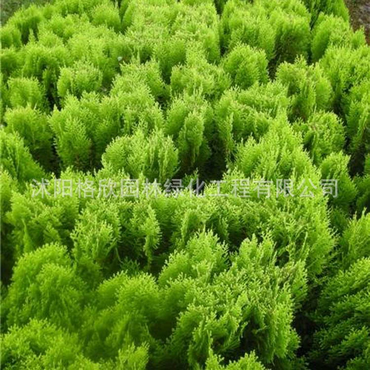 Посыпать саженцы золотого кипариса оптовый проект озеленение саженцев двор изгороди Посыпать Золотой кипарисовый шар цветной блок кустарник Посыпать саженцы золотого кипариса