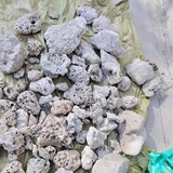 Коралловый морской мундштук