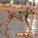 2024 new dog chest strap traction rope easy to wear and take off pet traction large dog wholesale foreign trade explosions
