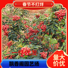 一件代发花椒树苗山西苗圃高产大果大红袍狮子头花椒苗南北方庭院