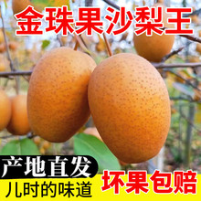 新鲜金珠果沙梨子当季水果野生红梨小黄皮梨砂梨孕妇咳嗽煮水现摘