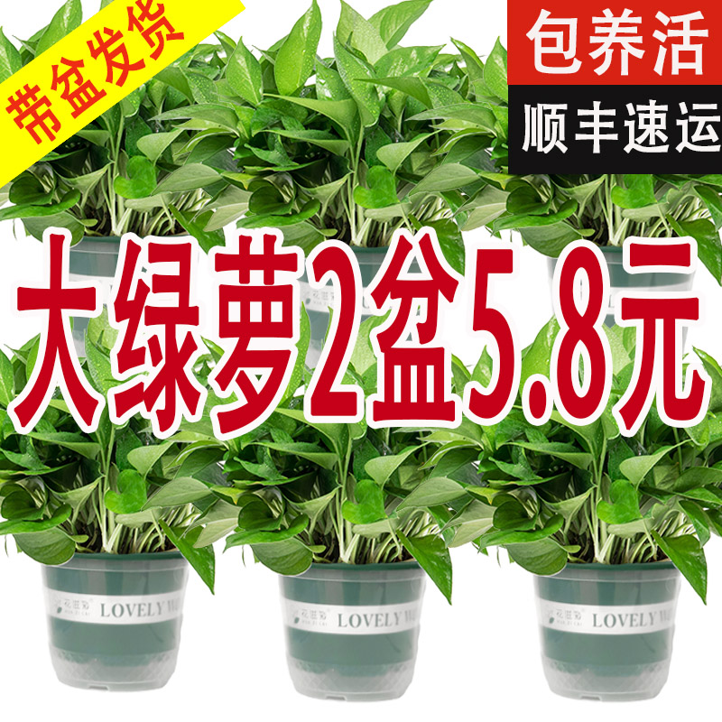Green Radish Potted Indoor Home New House Purifying Air Flower Plant Hydroponic Long Vine Large Leaf Green Basket