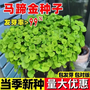 �²��R���ݷN�� �l ��ƺ�N�Ӳ��� �R���e�����X�� �~�X�ݷN��