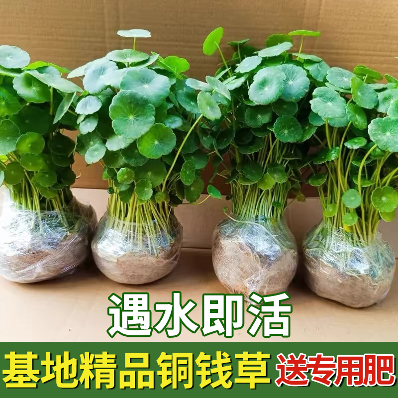 Hydroponic Pennywort Plant with Large Leaves for Aquariums, Water-Grown Green Plant Pennywort, Small Aquatic Plant for Living Room Indoor and Outdoor Flowers