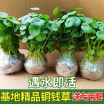 铜钱草水培植物大叶水栽鱼缸水养绿植金钱草小水草客厅室内外花卉