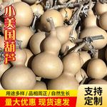 天然手捻葫芦 把玩文玩小美国葫芦厂家地摊小玩意带龙头小葫芦