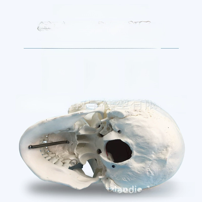 Realistic sample, skull model, training, scale 1:1, anatomy