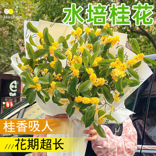 Hydroponic Plant Four Seasons Osmanthus Potted Sapling with Flower Bud Fresh-cut Branches Luzhou-flavor Indoor Desktop Water-raised Green Plant Flowers