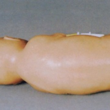 ������������ģ����������׵���̷���ģ�ͣ�Ӥ����׵����ѵ��ģ��