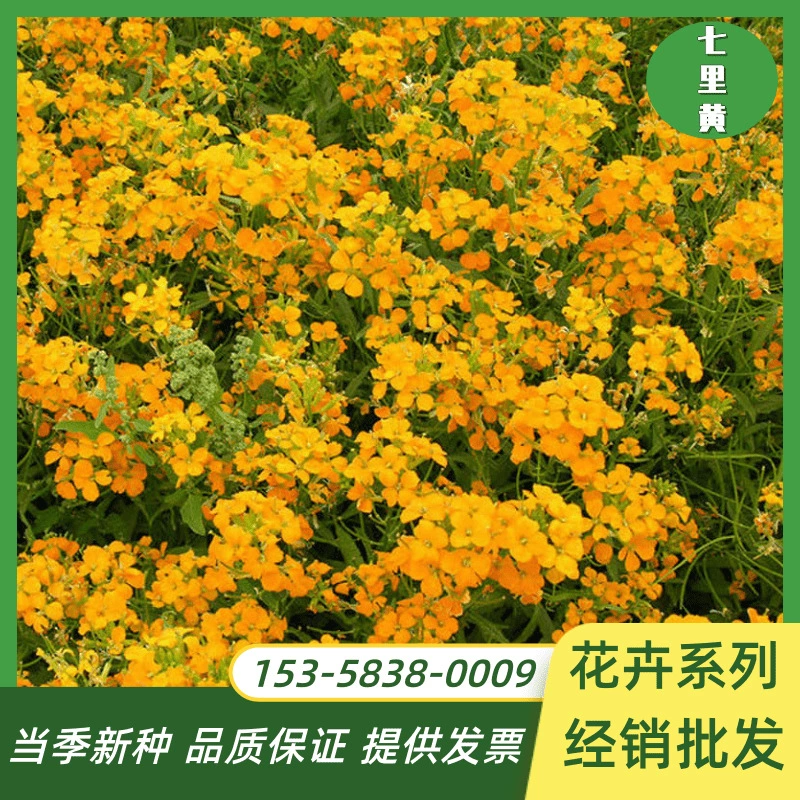 Семена Qilihuang легко сажать в четыре сезона и цвести непрерывно. Открытый двор балкон легко жить семена цветов пейзаж цветок море семена цветов